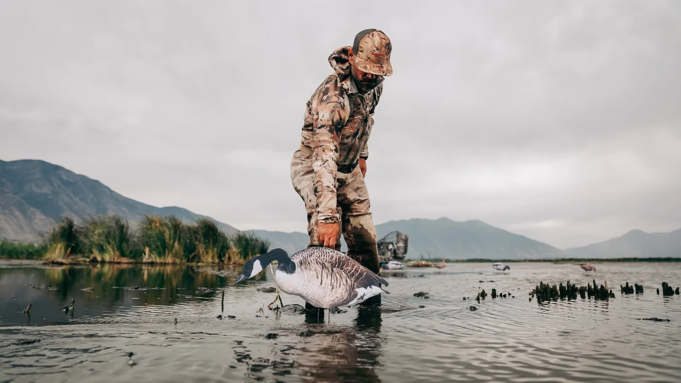 A hunter setting a Committed Waterfowl Canada goose decoy in shallow water at first light