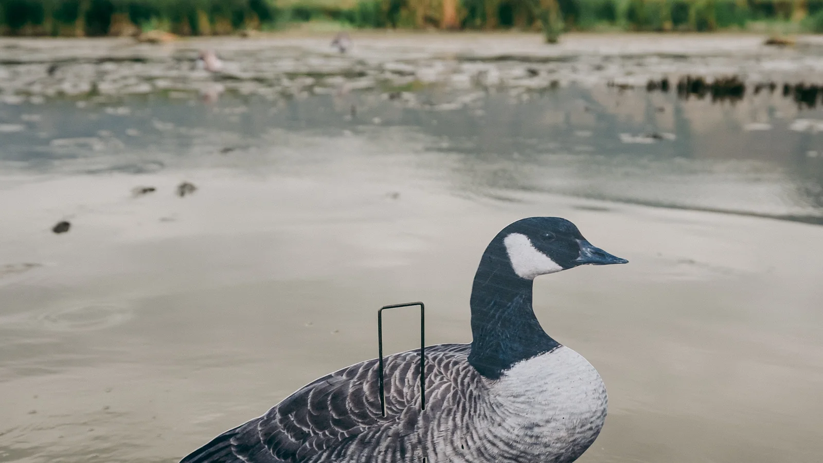 A Committed Waterfowl Canada goose silhouette decoy on open water