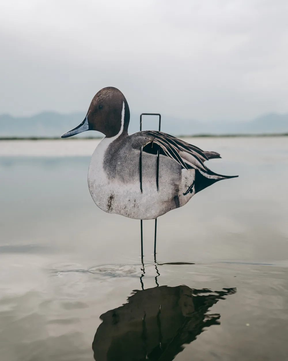 Silhouette duck decoys standing in shallow marsh water