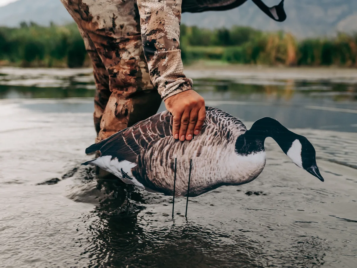 Pushing a Committed Waterfowl Canada goose decoy down into the mud to set the spread